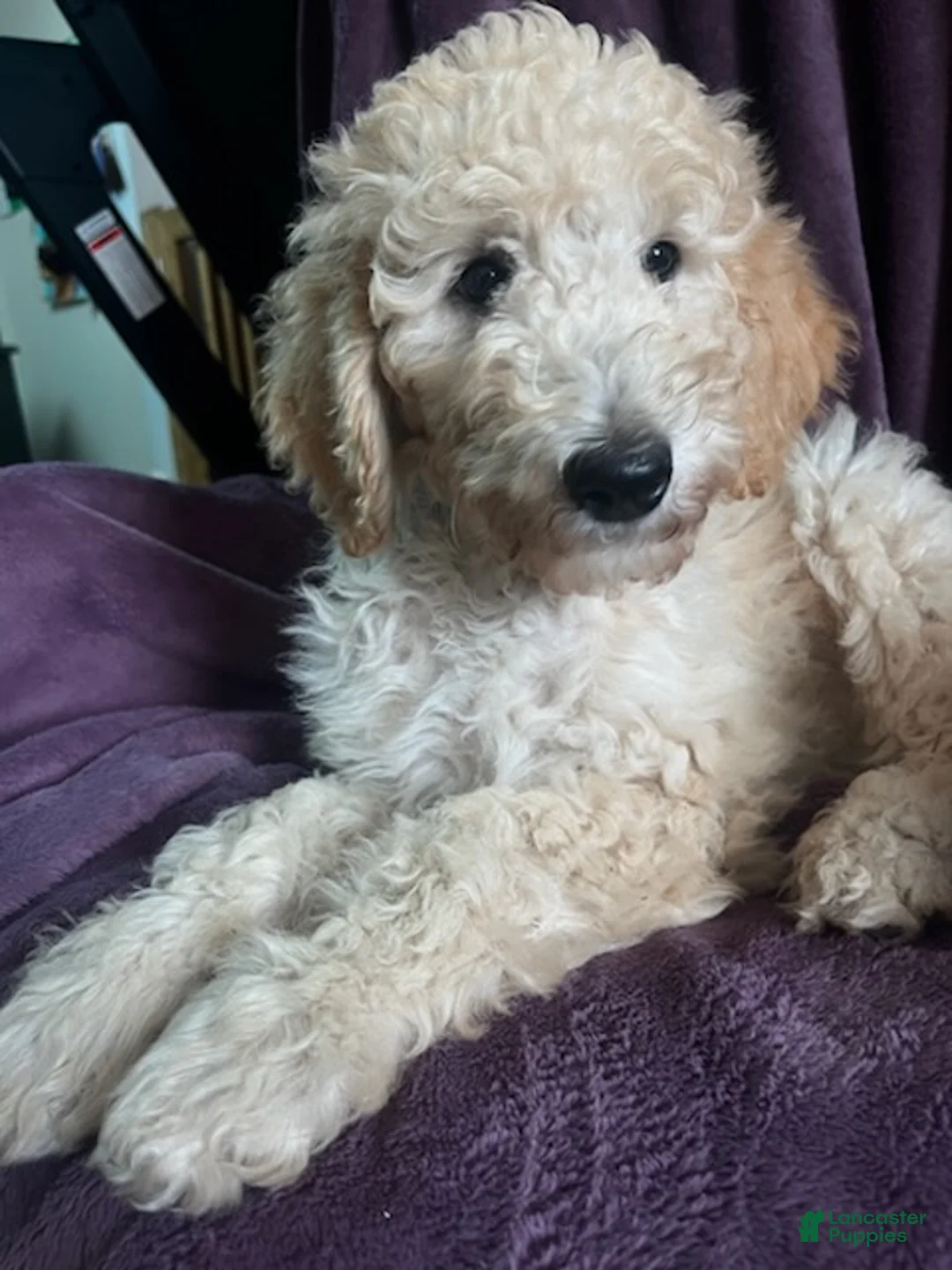 Goldendoodle dogs for sale: Autumn - Ad 1