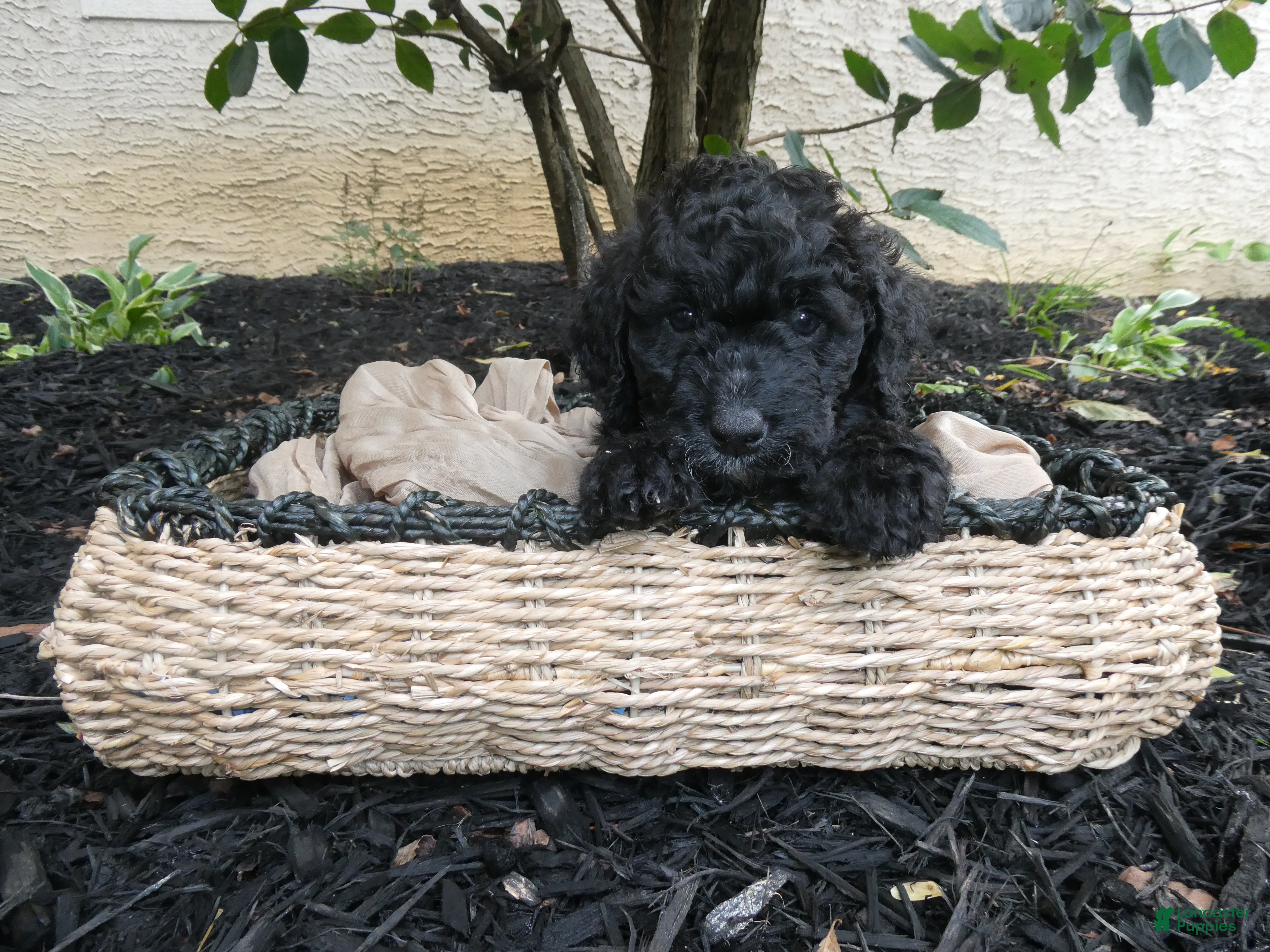 Bernedoodle dogs Nella - Ad 34
