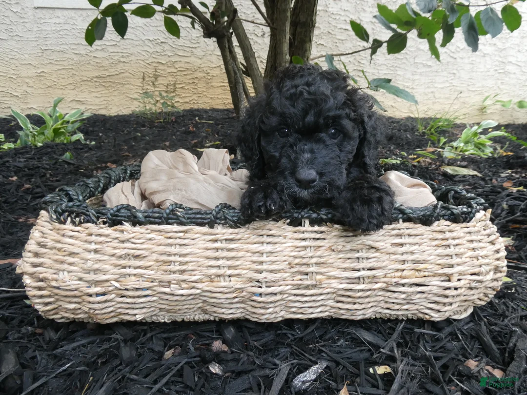 Bernedoodle dogs for sale: Nella - Ad 1