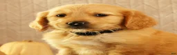 Golden Retriever dogs for sale: Joey - Ad 9