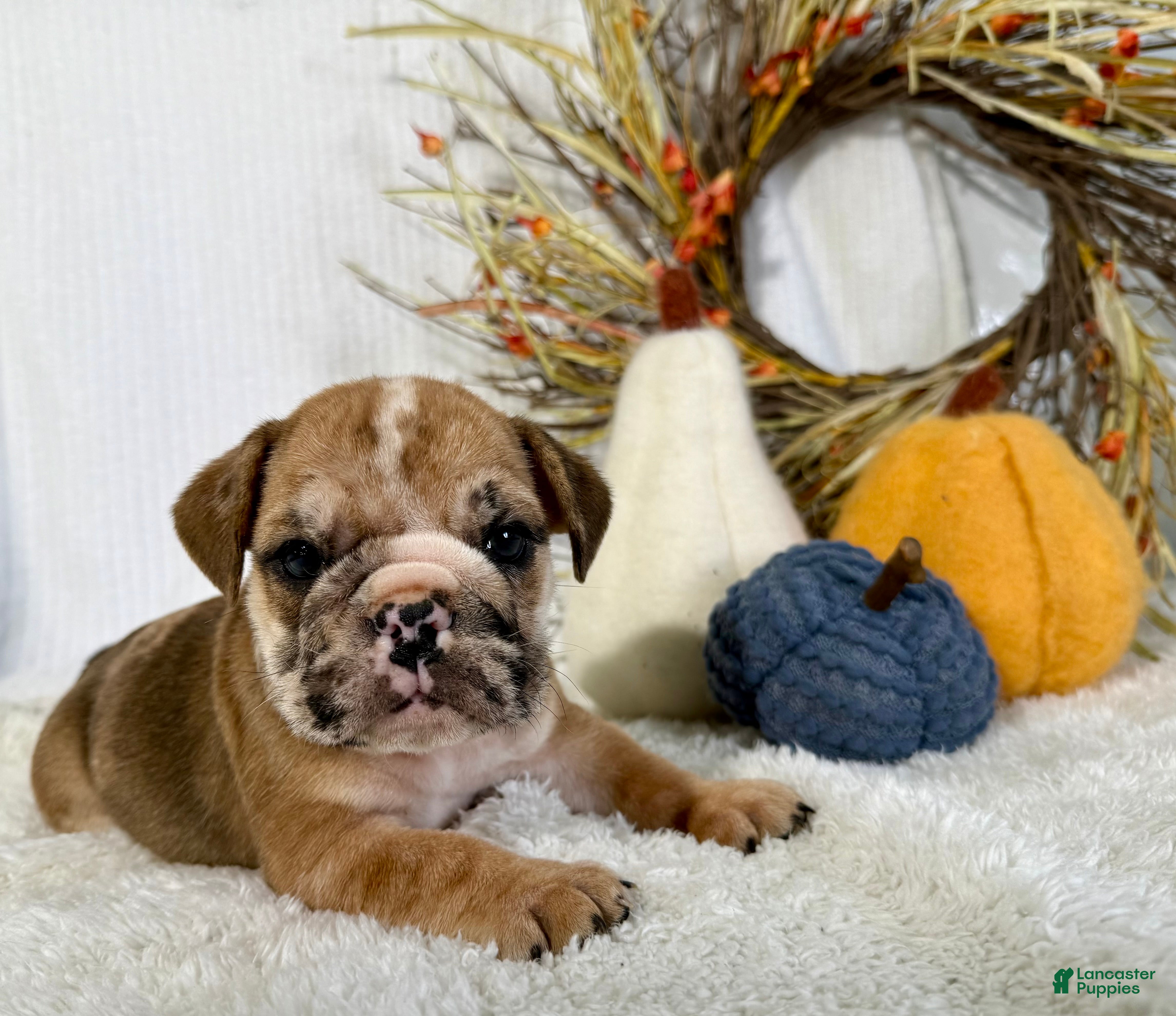 English Bulldog dogs Otto - Ad 32