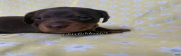 Miniature Dachshund dogs for sale: Tootsie - Ad 12