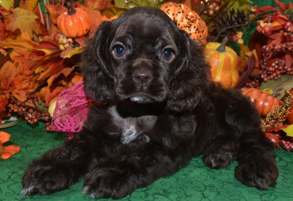 Cocker Spaniel