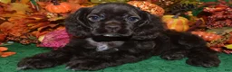 Cocker Spaniel dogs for sale: AKC Sugar Chocolate American Cocker Spaniel Puppy - Ad 1