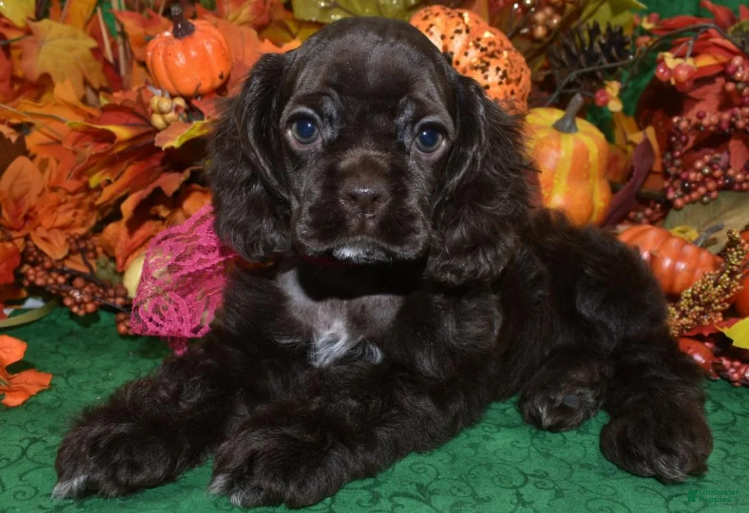 Cocker Spaniel dogs for sale: AKC Sugar Chocolate American Cocker Spaniel Puppy - Ad 1