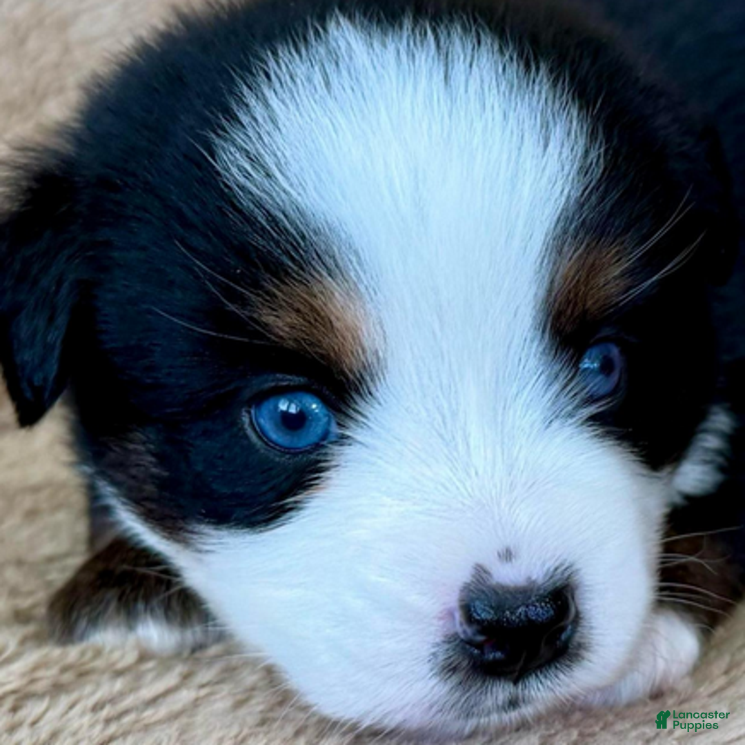 Miniature Australian Shepherd dogs for sale: Uriel - Ad 3