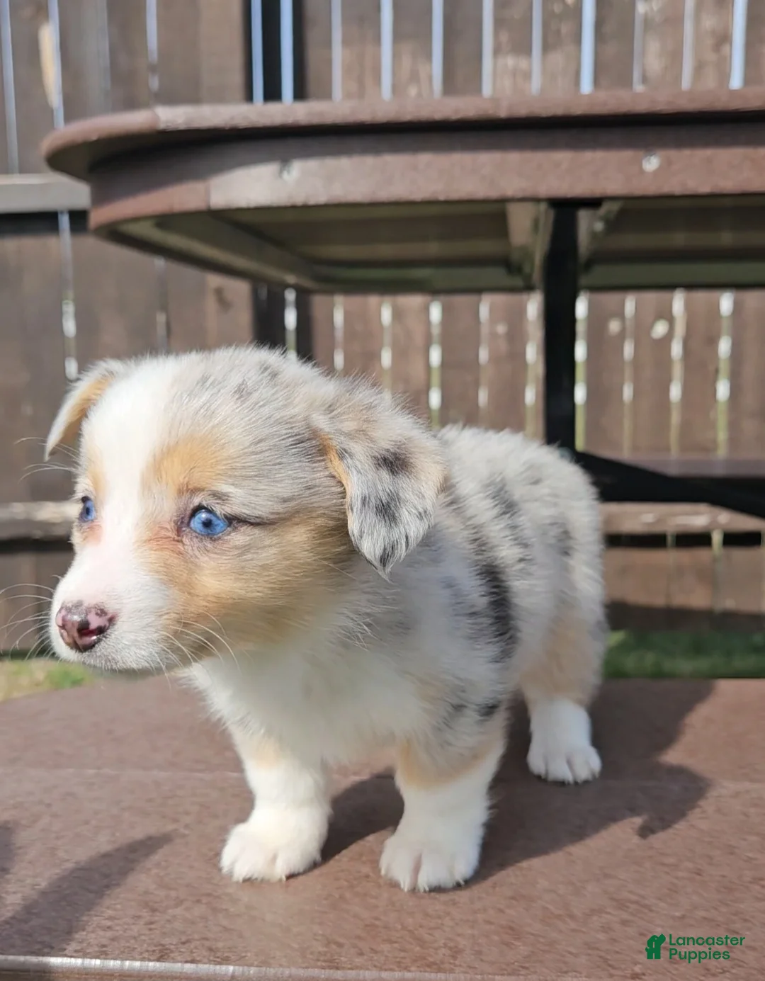 Mixed Breed dogs for sale: Sky - Ad 2