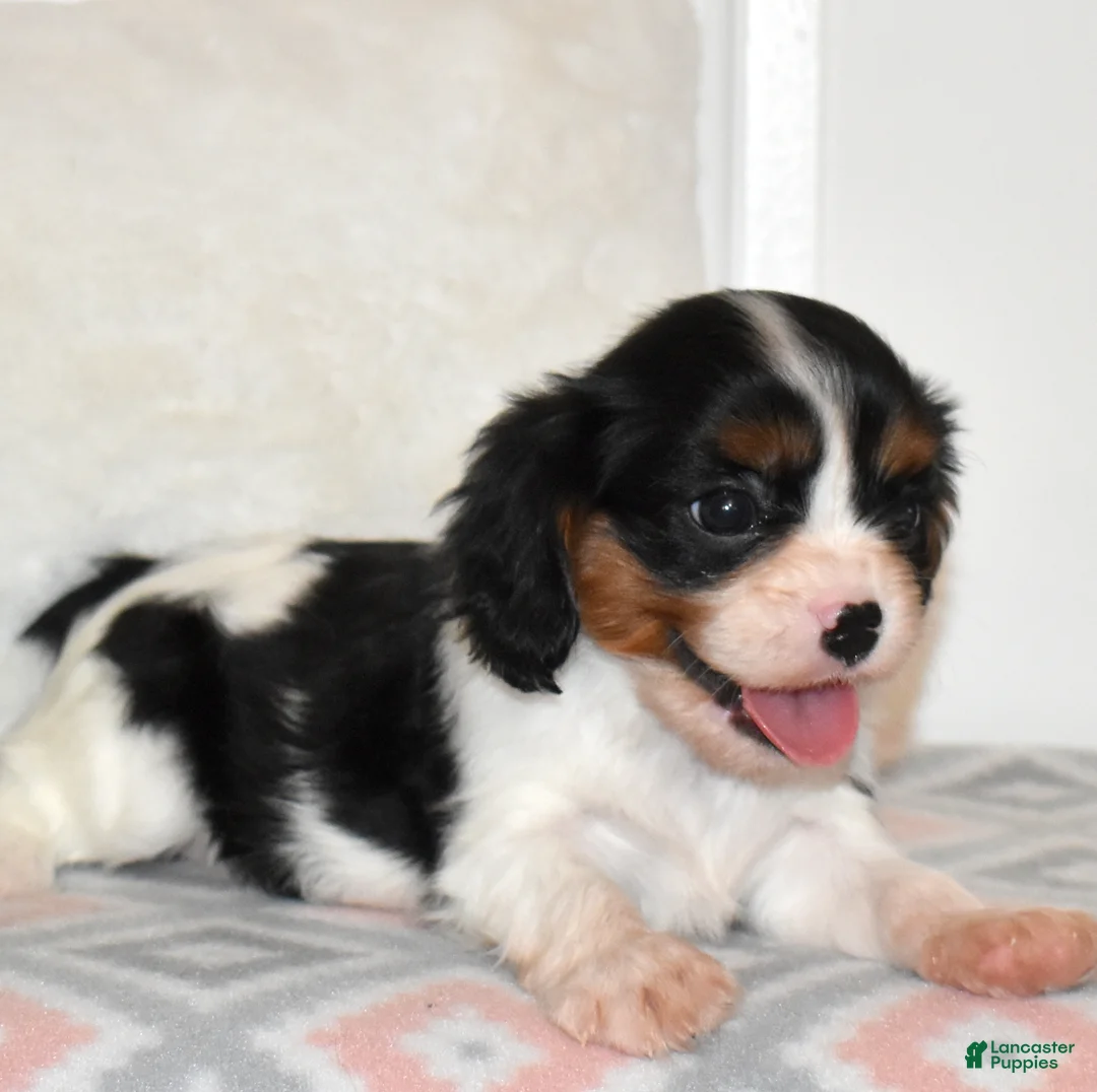 Cavalier King Charles Spaniel dogs for sale: Cookie  - Ad 3