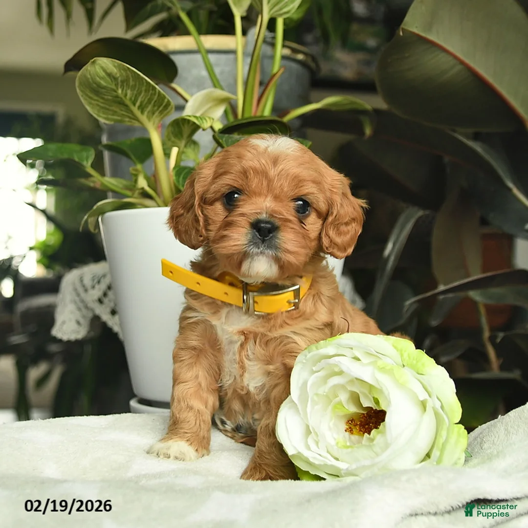 Cavapoo dogs for sale: Melody  - Ad 1