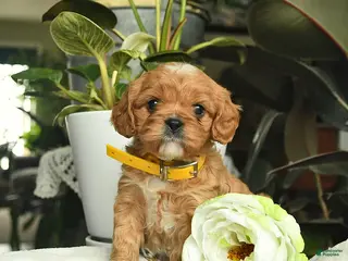Cavapoo dogs for sale: Melody - Ad 3