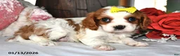 Cavalier King Charles Spaniel dogs for sale: Knight  - Ad 6