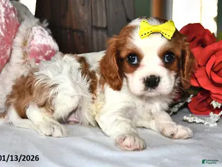 Cavalier King Charles Spaniel dogs Knight - Ad 37