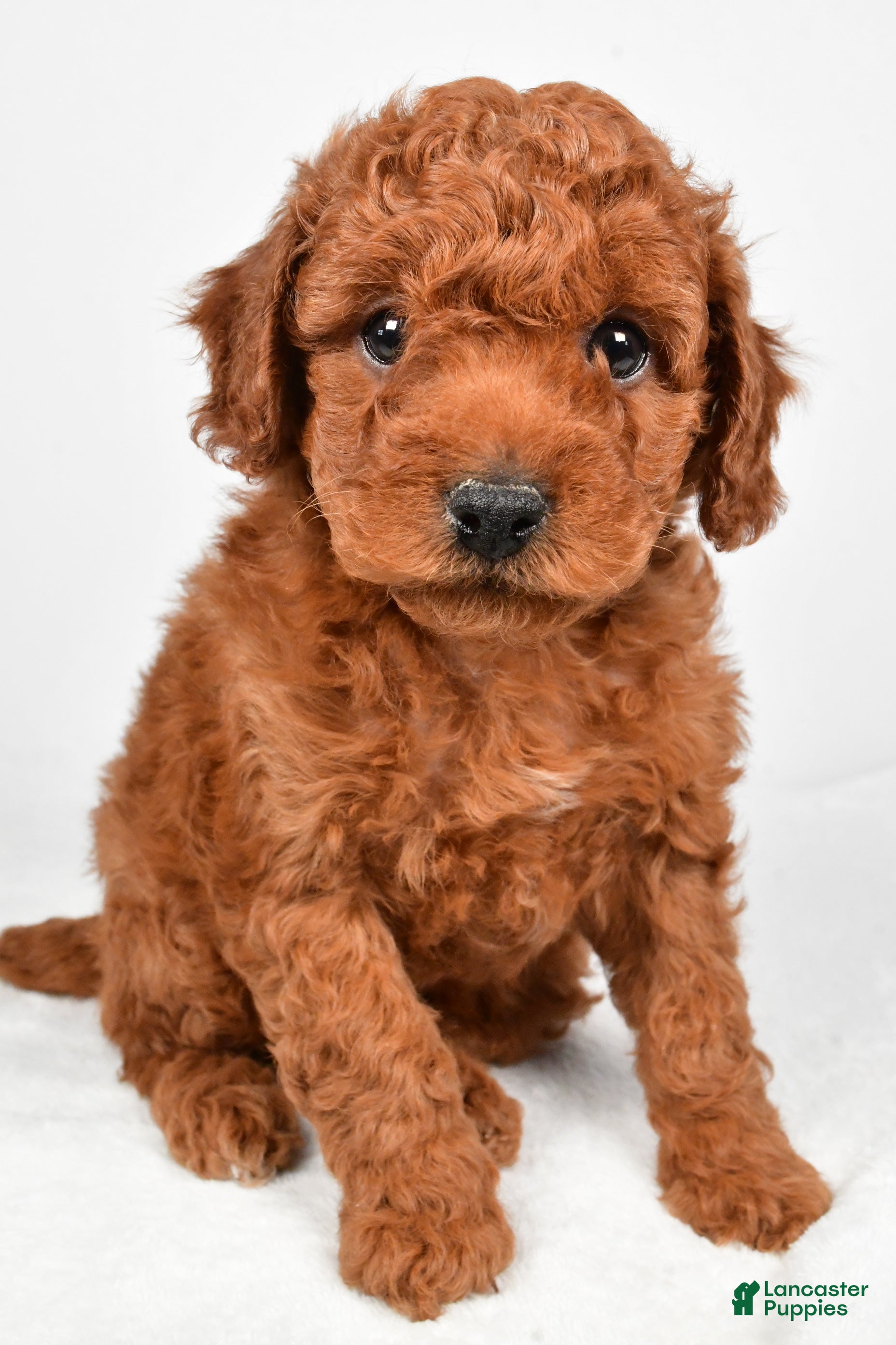 Miniature Poodle dogs Rocky - Ad 1