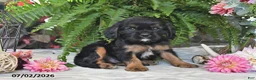 Cavalier King Charles Spaniel dogs for sale: Choco - Ad 4