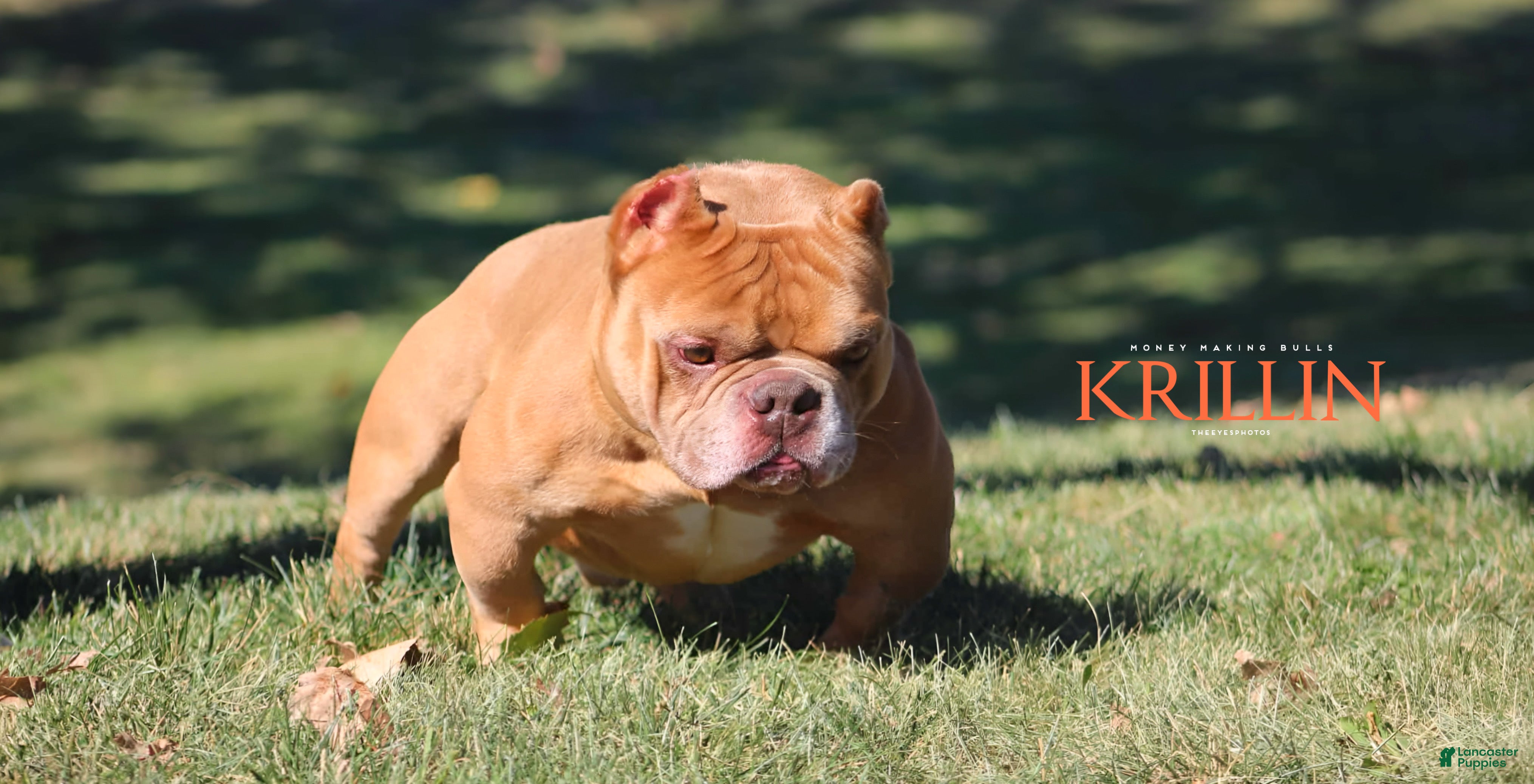 American Bully dogs Krillin - Ad 2
