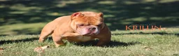 American Bully dogs for sale: Krillin - Ad 3
