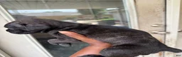 Cane Corso dogs for sale: Cane Corso Puppy 5 - Ad 47