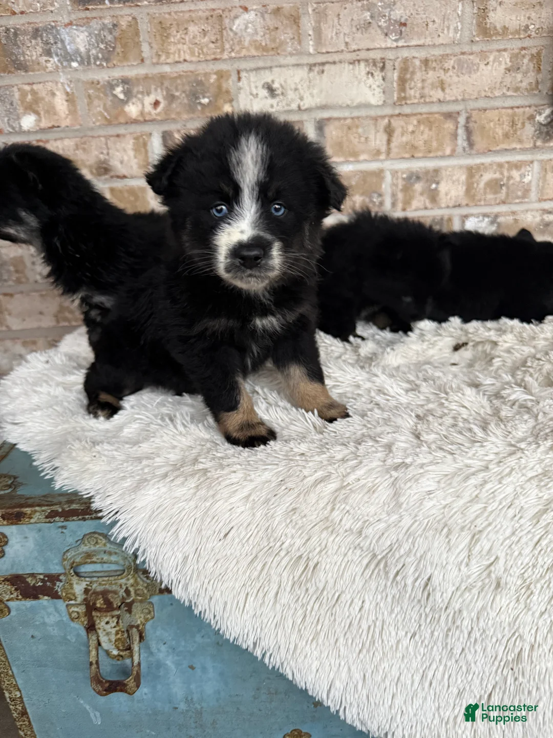 Pomsky dogs for sale: Percey - Ad 3
