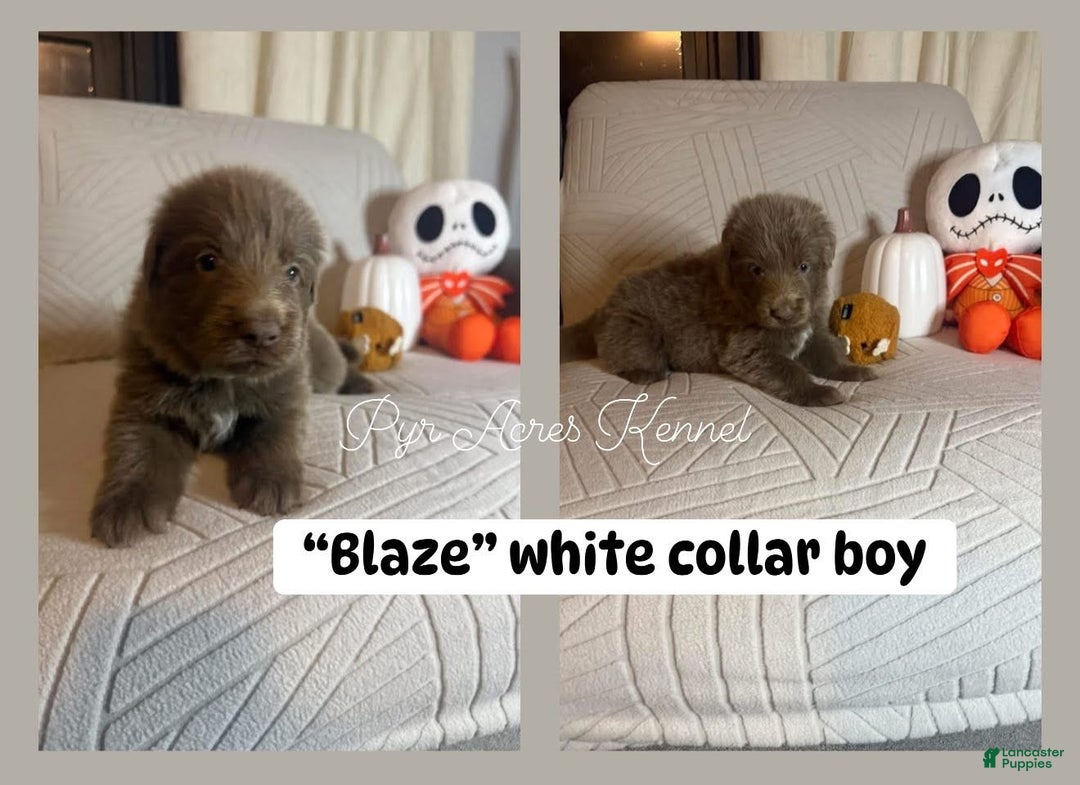 German Shepherd dogs for sale: Blaze - Ad 2