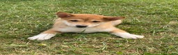 Shiba Inu dogs for sale: Iris - Ad 6