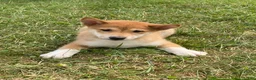 Shiba Inu dogs for sale: Iris - Ad 6