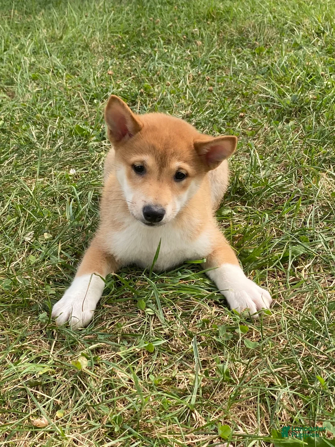 Shiba Inu dogs for sale: Iris - Ad 6