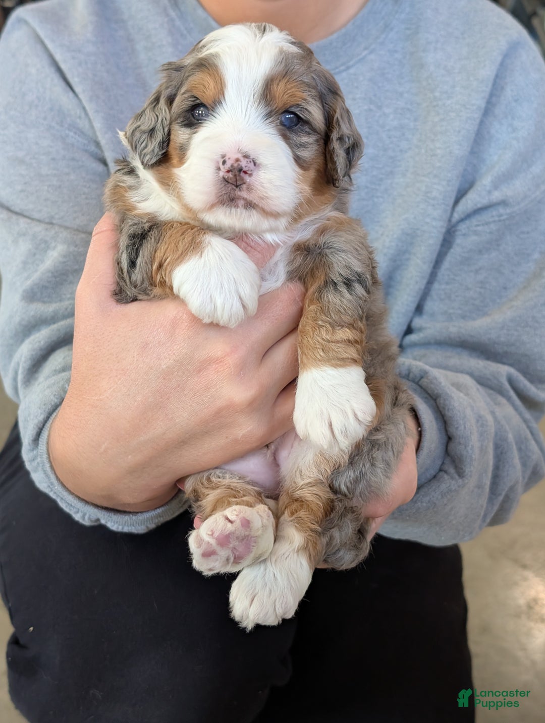 Mini Bernedoodle dogs for sale: Mini Sadie  - Ad 7