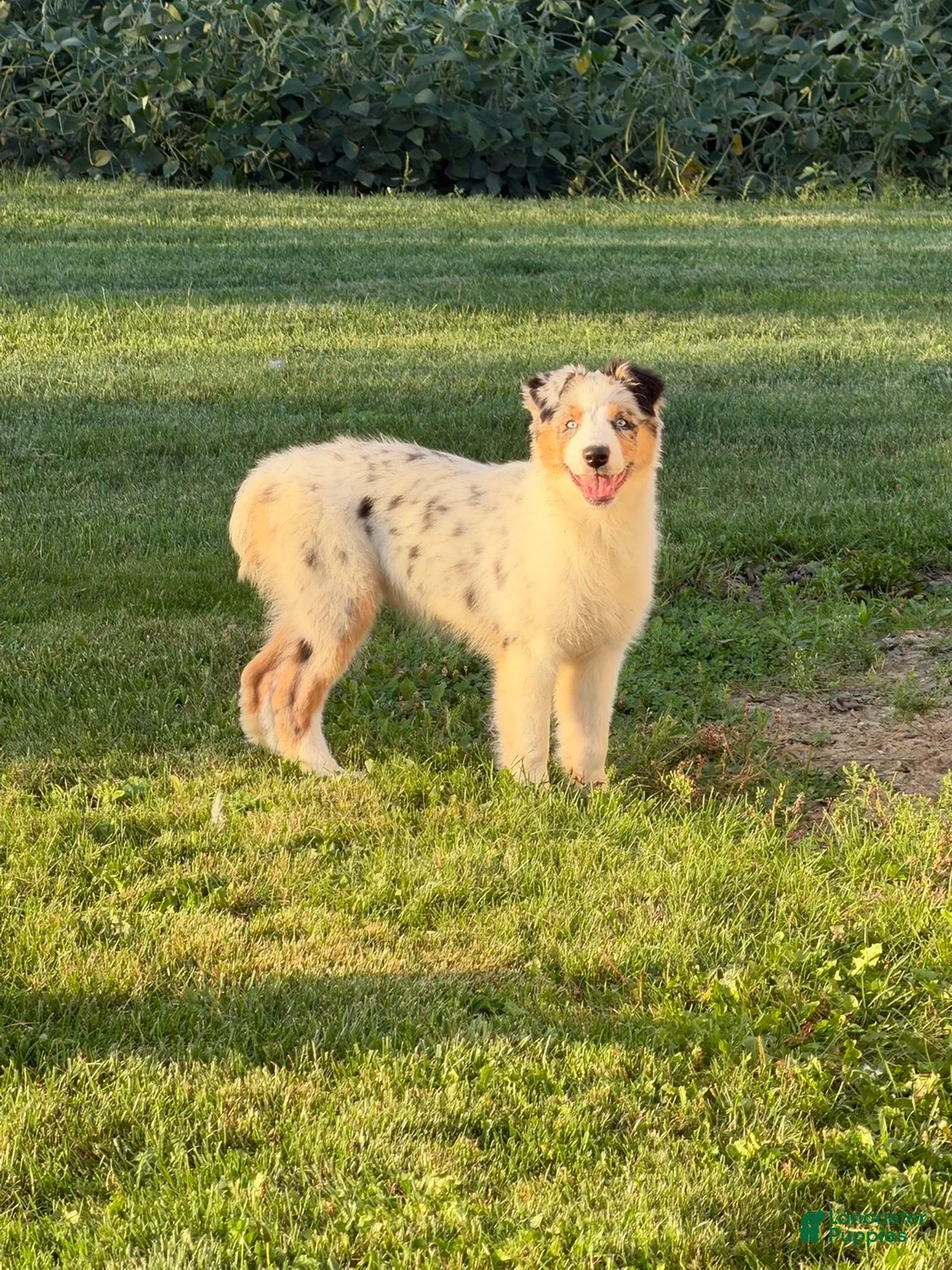 Australian Shepherd dogs for sale: Australian Shepherd 1 - Ad 2