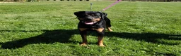 Rottweiler dogs for sale: Olive (AKC) - Ad 2