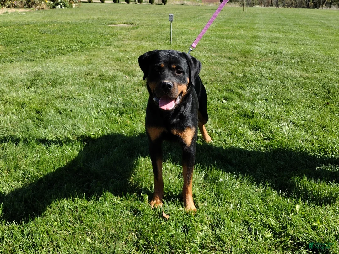 Rottweiler dogs for sale: Olive (AKC) - Ad 2