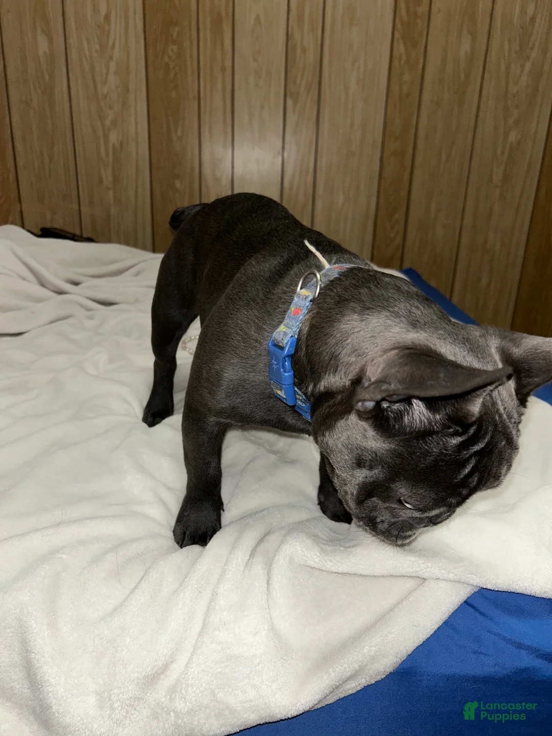 French Bulldog dogs for sale: French Bulldog Puppy 1 - Ad 2