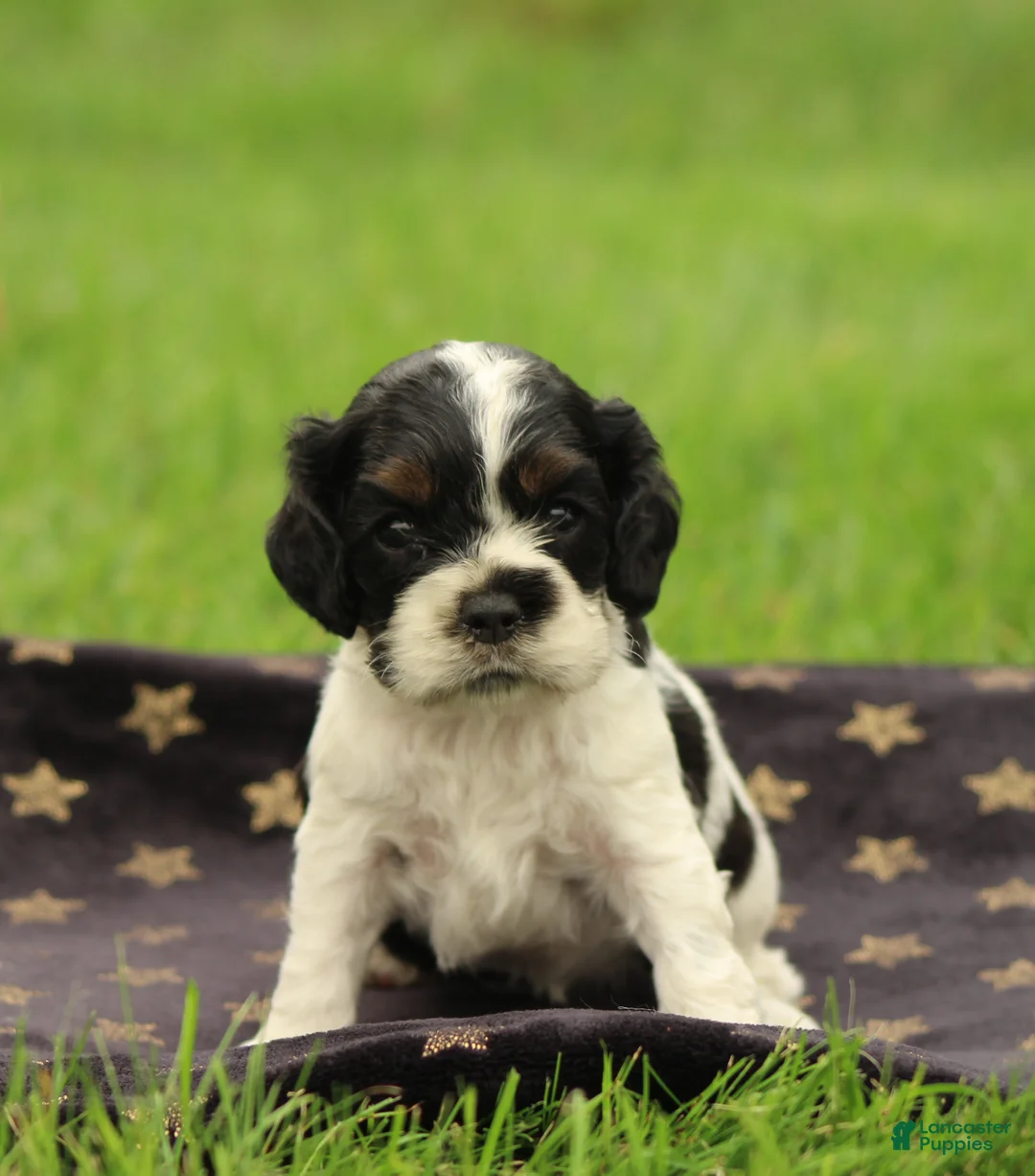 Cocker Spaniel dogs for sale: Hazel - Ad 1