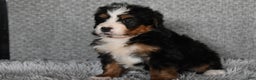 Mini Bernedoodle dogs for sale: Hunter - Ad 6