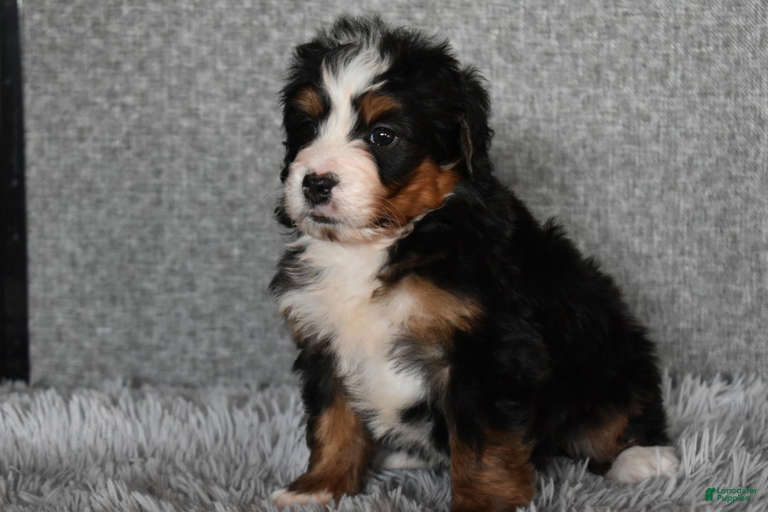 Mini Bernedoodle dogs for sale: Hunter - Ad 6
