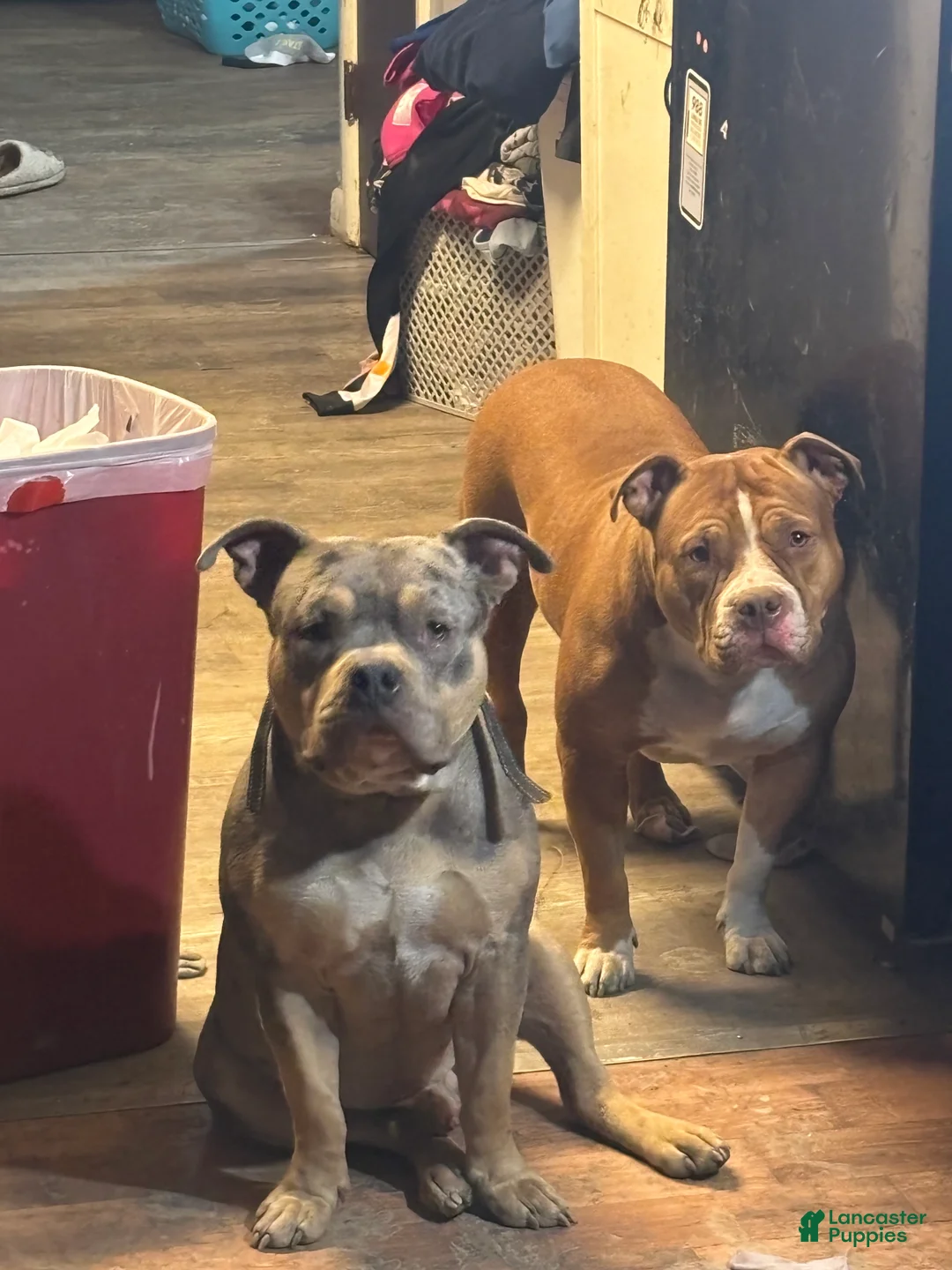American Bully dogs for sale: American Bully Puppy 6 - Ad 2