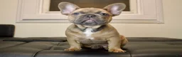 French Bulldog dogs for sale: TORO - Ad 4