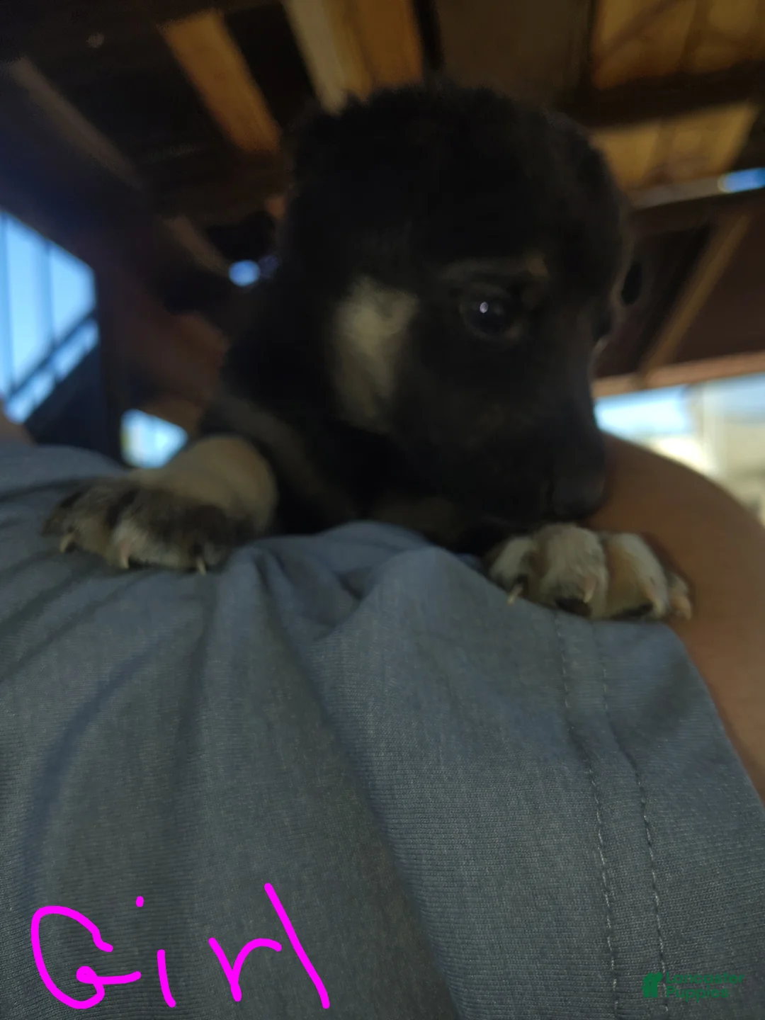 Mixed Breed dogs for sale: Mixed Breed 7 - Ad 1