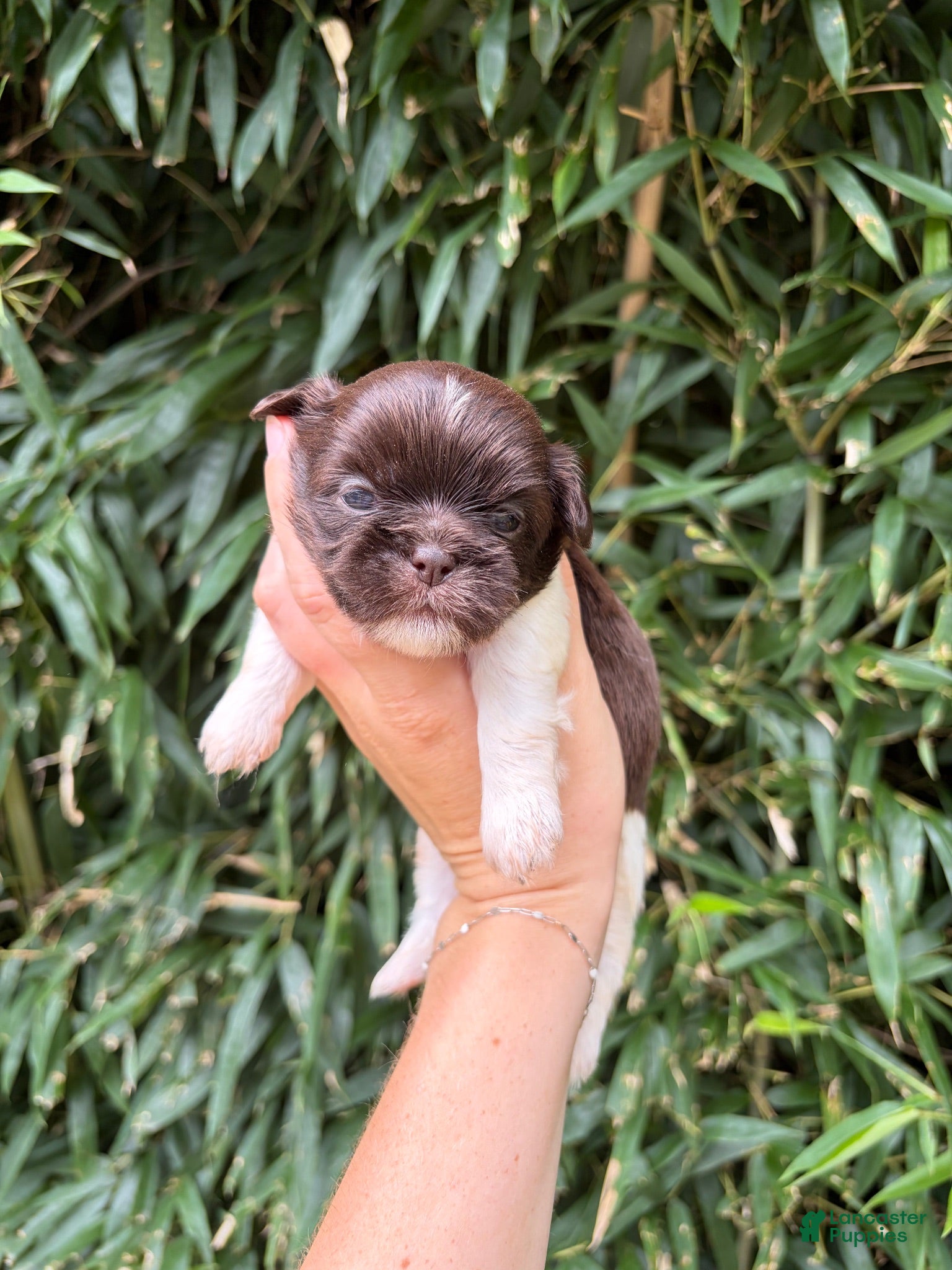 Shih Tzu dogs Shih Tzu 1 - Ad 2