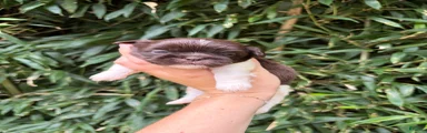 Shih Tzu 1
