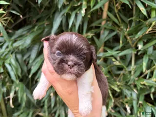 Shih Tzu dogs Shih Tzu 1 - Ad 23