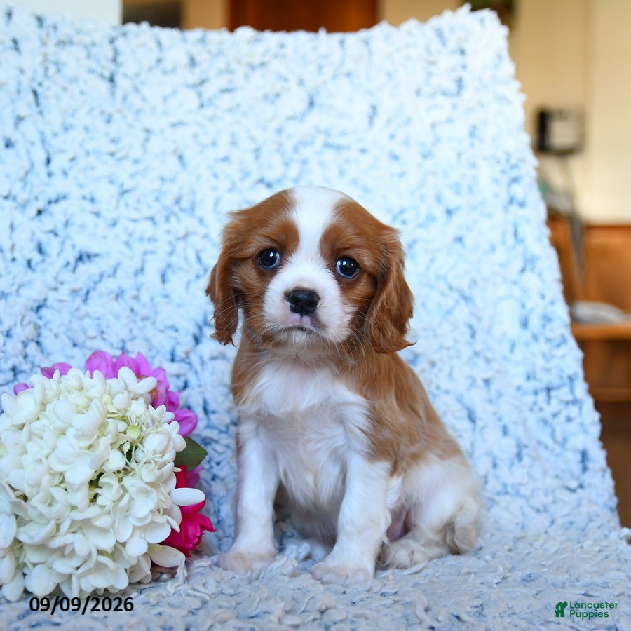 Cavalier King Charles Spaniel dogs Zoomer - Ad 1