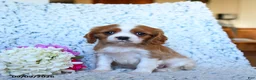 Cavalier King Charles Spaniel dogs for sale: Zoomer - Ad 1