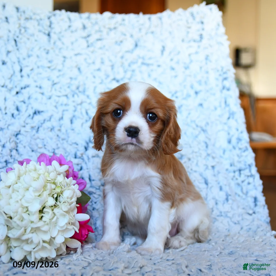 Cavalier King Charles Spaniel dogs for sale: Zoomer - Ad 1