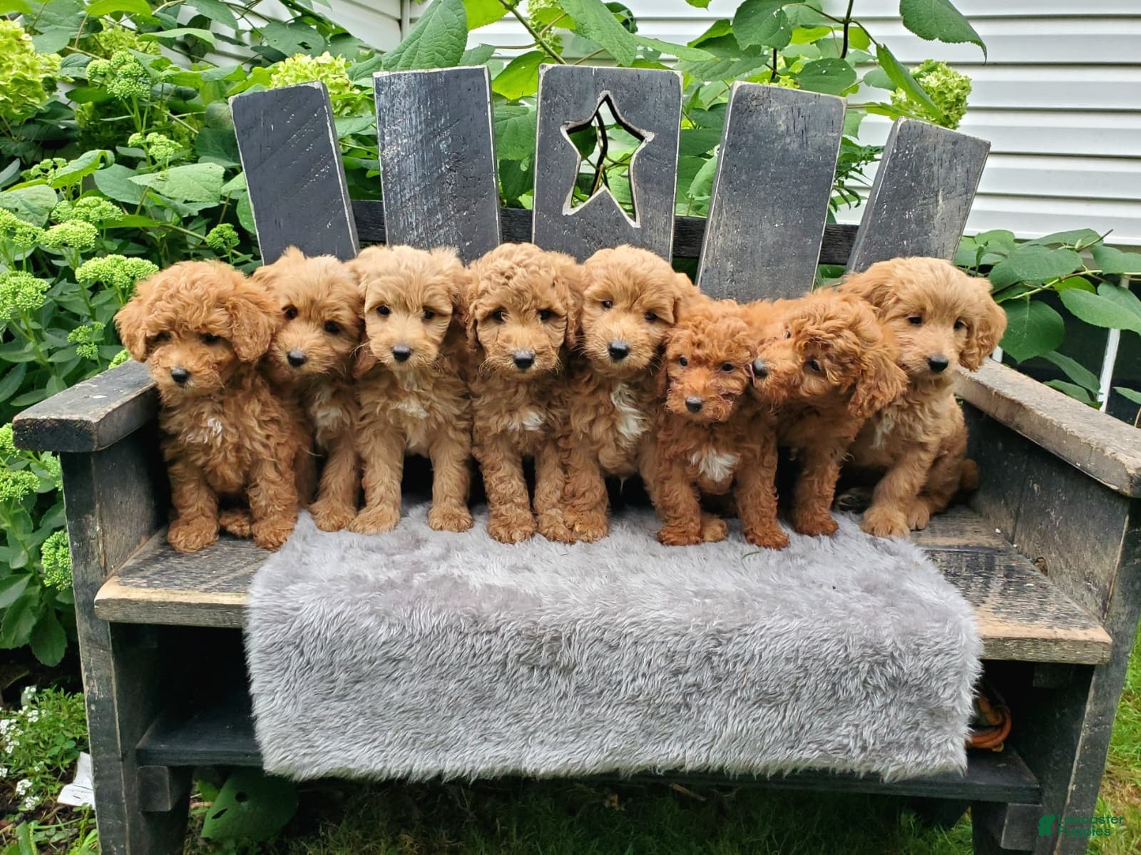 Mini Goldendoodle dogs Marly - Ad 2