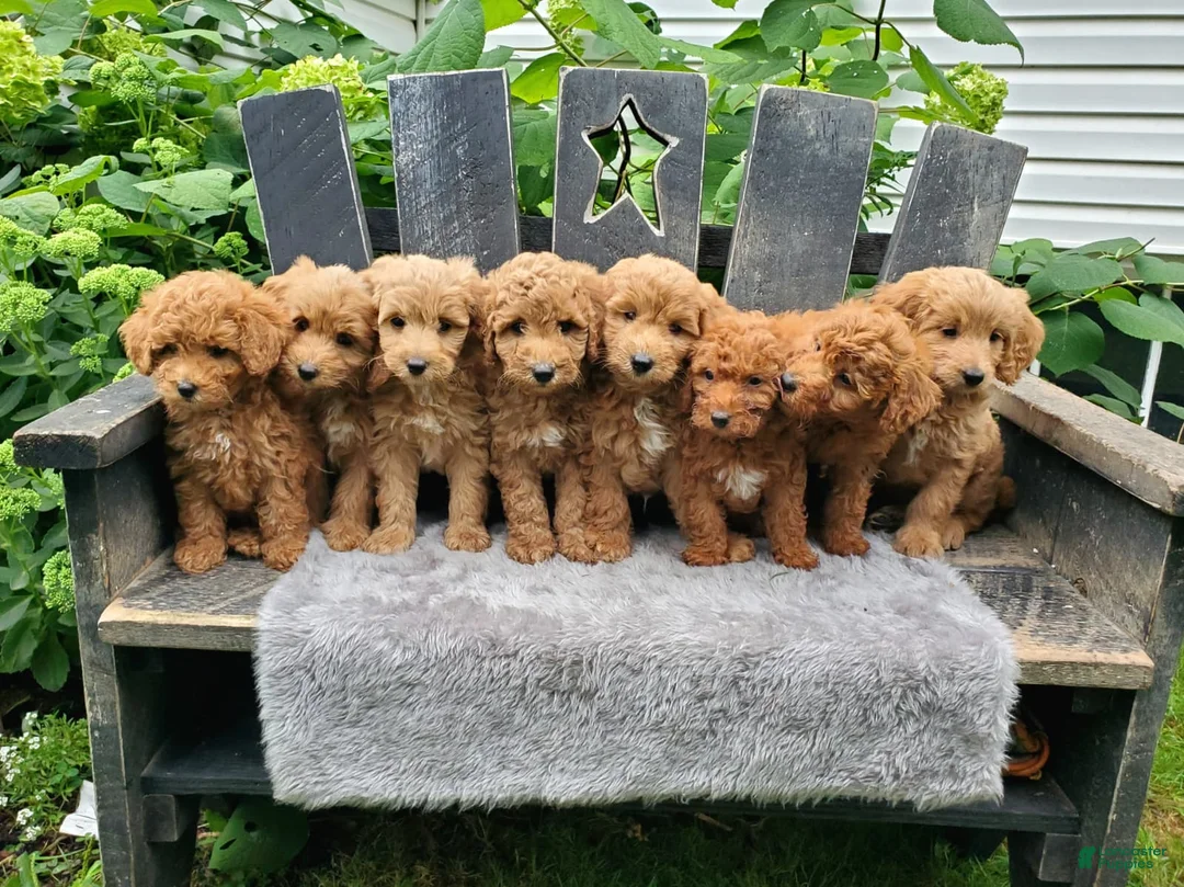 Mini Goldendoodle dogs for sale: Marly - Ad 2