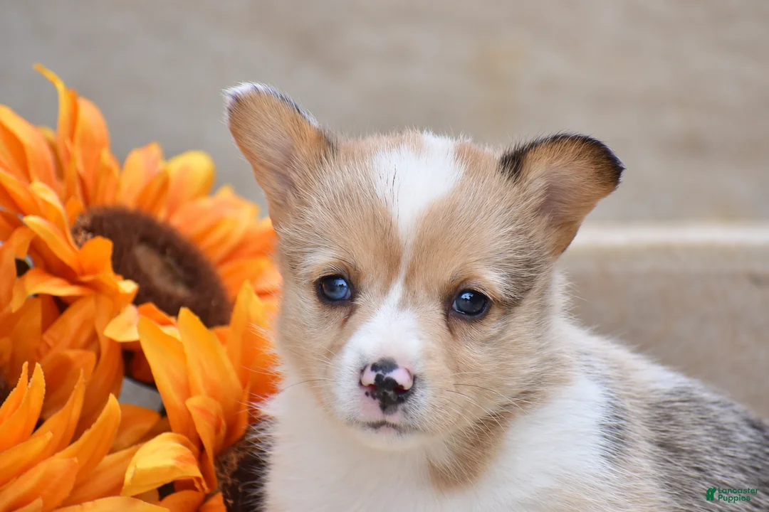 Welsh Corgi Pembroke dogs for sale: Tabitha - Ad 2