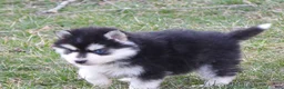 Pomsky dogs for sale: Arney - Ad 4