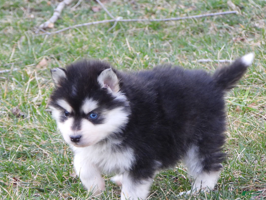 Pomsky dogs for sale: Arney - Ad 4