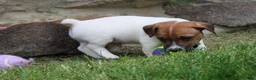 Jack Russell Terrier dogs for sale: Riley - Ad 3
