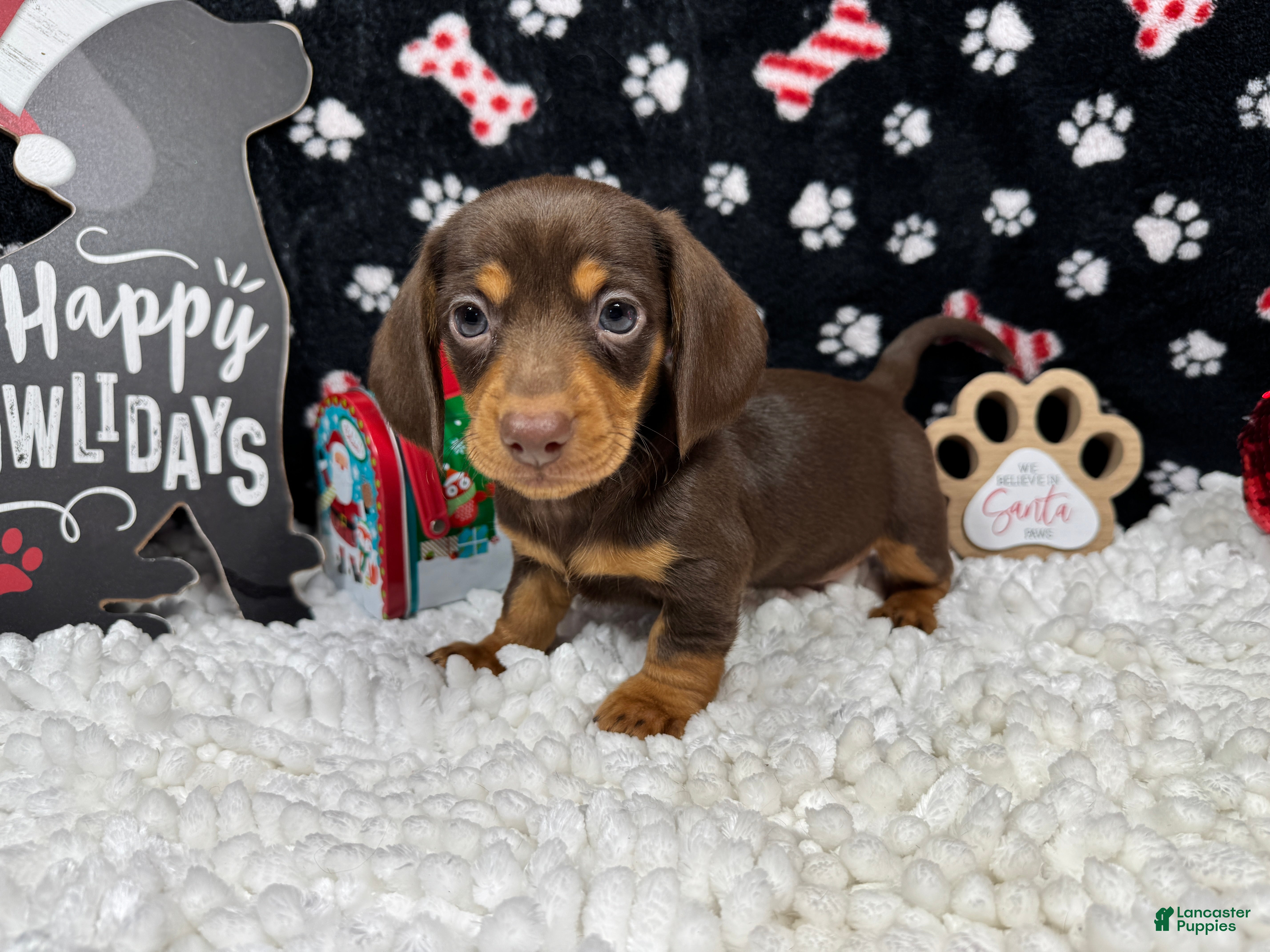 Miniature Dachshund dogs Miniature Dachshund Puppy 1 - Ad 18